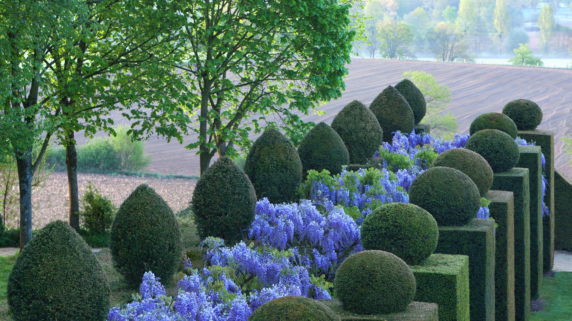 chateau-et-jardins-de-la-ballue-allee-des-glycines