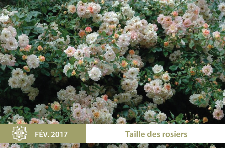 atelier taille 2017 la ballue