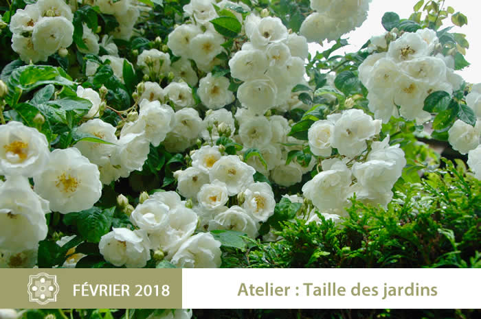 atelier taille 2018 des rosiers la Ballue