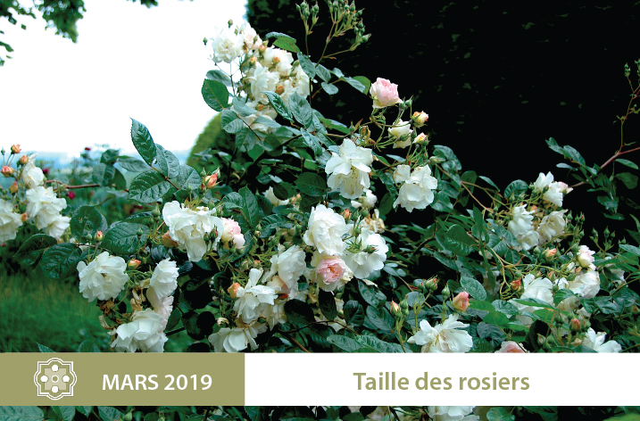 atelier taille 2019