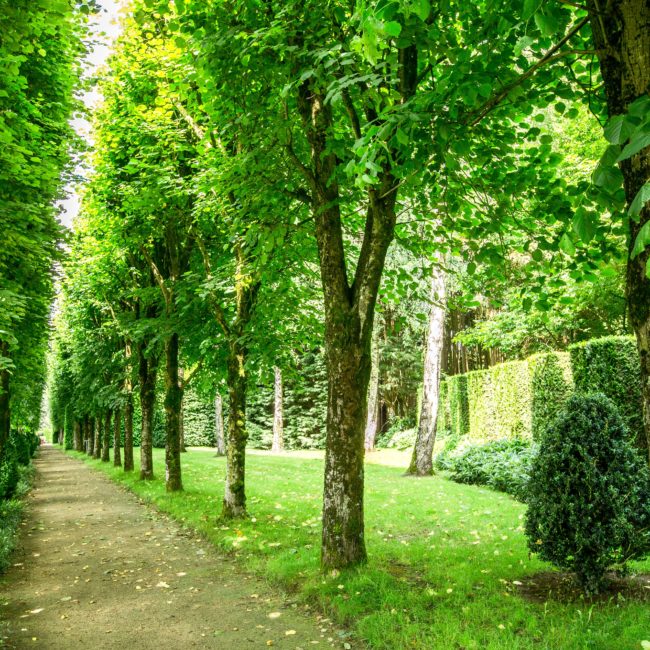 Allée destilleuls_CHlaballue030©SimonBourcier