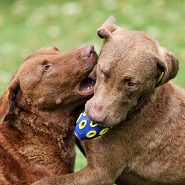 Château de la Ballue - Pandore et Rhéa 1 © Pierre Holley