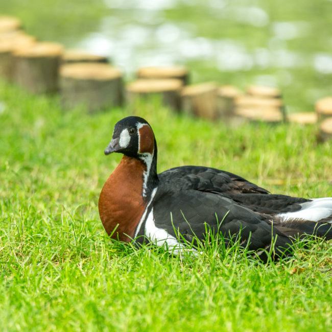 HLOBRE035FS000PB_CHlaballue088-©SimonBourcier