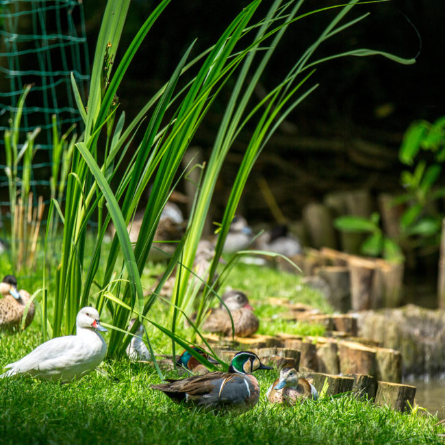 HLOBRE035FS000PB_CHlaballue091-©SimonBourcier