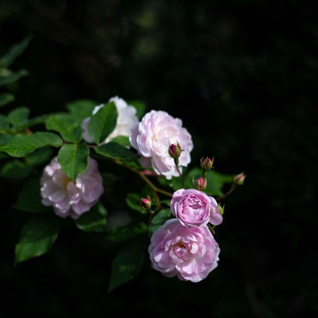 détailrose-chateaudelaballue©A.Ruiz.2I8B5774